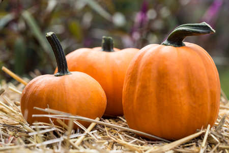 Small Halloween pumpkin gourd on a hay baleの写真素材