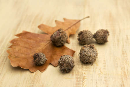 Oak leaf and acorns in autumn