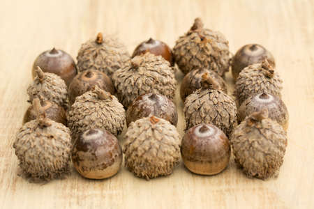 Close up of oak acorns in autumn
