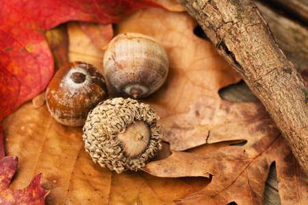 Acorns and Fall leaves in Autumn