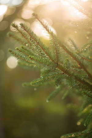 Pine Tree branch in backlight Christmas symbol