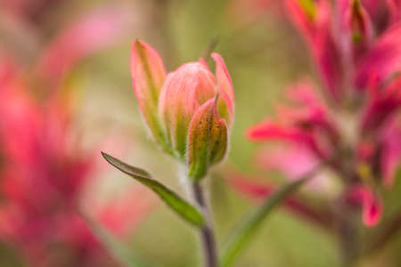 Rosy Indian Paintbrush close up in Coloradoの写真素材