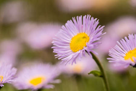 Fleabane wildflowers in Colorado Rocky Mountains