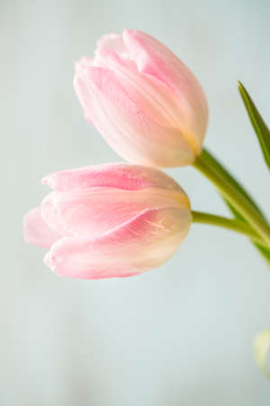 Pink and white Tulips on blue background close upの写真素材