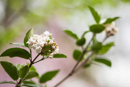 Viburnum flowers on shrub in spring in Illinoisの写真素材