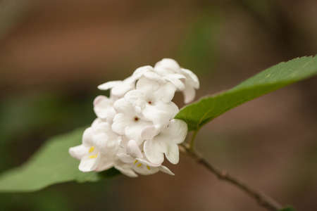 Viburnum flowers blooming on shrub close up