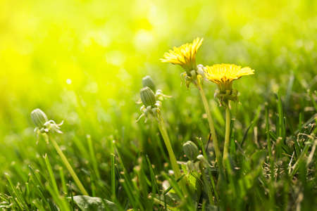 Dandelions in the green grass in spring with sun