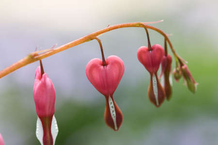 Bleeding Hearts flowers in my home garden