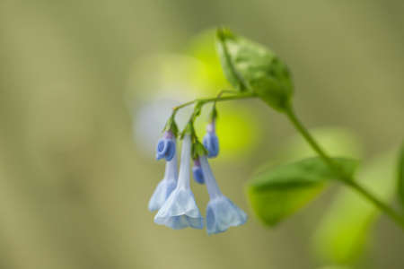 Romantic Bluebells in my home flower gardenの写真素材