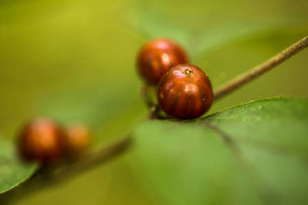Red berries and green leaves in autumn in Illinois
