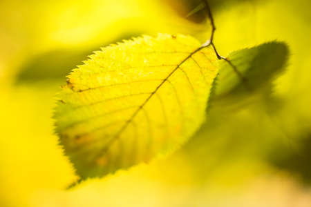 Closeup macro of autumn leaf in sunlightの写真素材