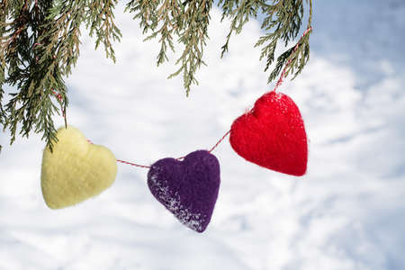 Valentines Day love hearts hanging from Pine Tree in winter season