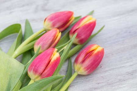 Sprintime flower tulips on wood table