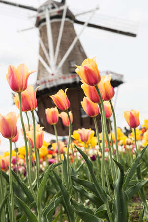 A field of tulips with a windmill in the background in Hollandの写真素材