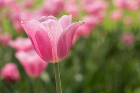 A close up of a pastel pink tulipの写真素材