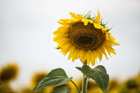 Single sunflower on a farm in South Dakotaの写真素材