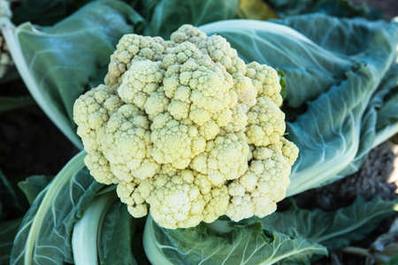 Organic Cauliflower plant growing on an agricultural farm in southern California
