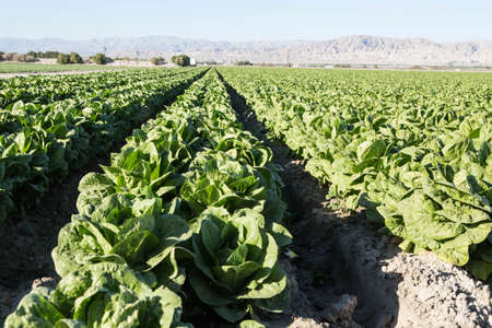 Rows of lettuce growing on an agricultural farm in southern Californiaの写真素材