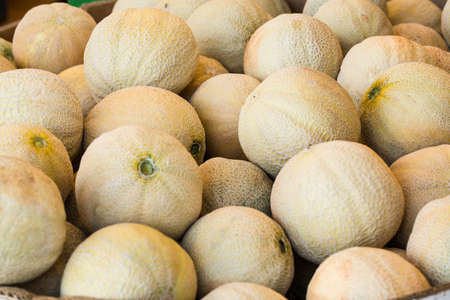 Cantaloupes for sale at the farmers market in Asheville North Carolinaの写真素材