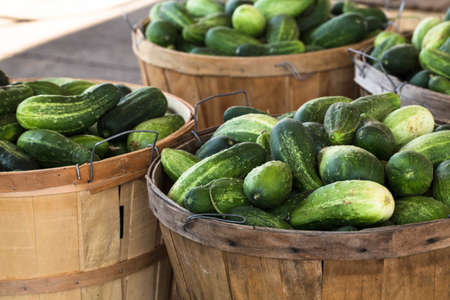 Bushels of cucumbers for sale at farmers market in Asheville North Carolinaの写真素材