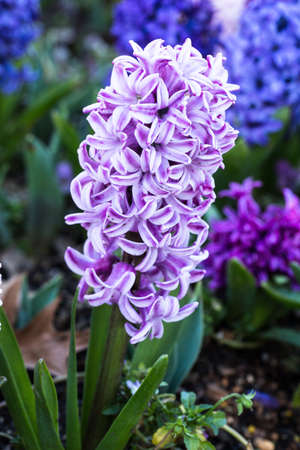 Pink and white Hyacinth flower growing in beautiful Spring garden bed