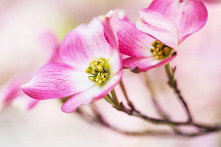A beautiful pink Dogwood Tree bloom in the Smoky Mountains of Tennesseeの写真素材