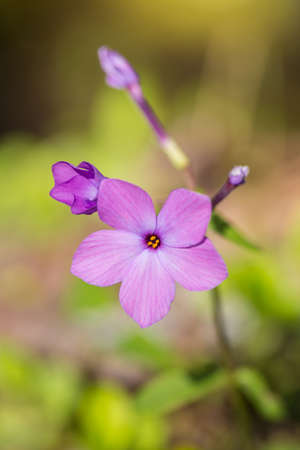 Purple Phlox wildflower located in Great Smoky Mountains of Tennessee verticalの写真素材