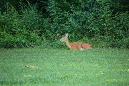 A deer rests in the grass next to the forest in summertimeの写真素材