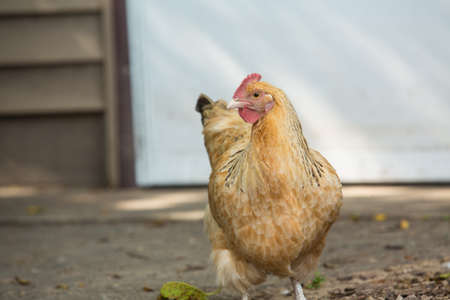 A chicken on her farm in Illinoisの写真素材