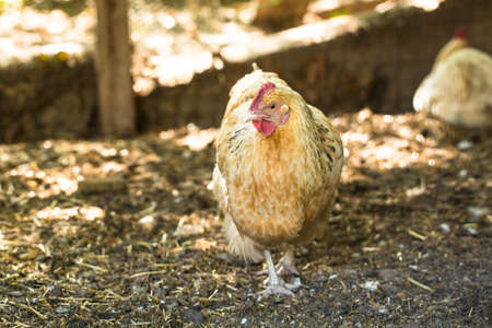 Chicken hen animal on the farm in her coop walkingの写真素材