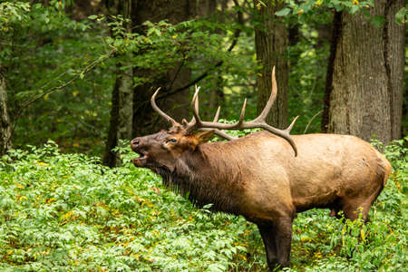 A male Elk bugling during rut in Smoky Mountains National Parkの写真素材