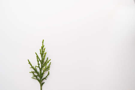 Cypress branches and leaves on white background materialの写真素材