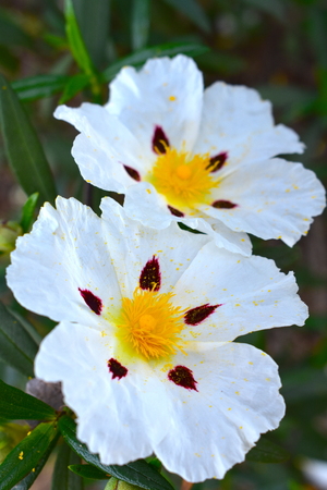White Rockrose flowersの写真素材