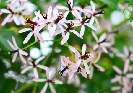 Chinaberry Treeの写真素材