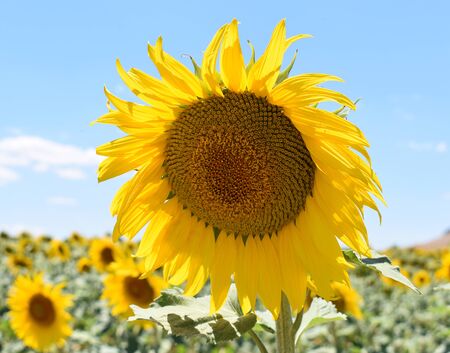 Sunflowers Field backgroundの写真素材