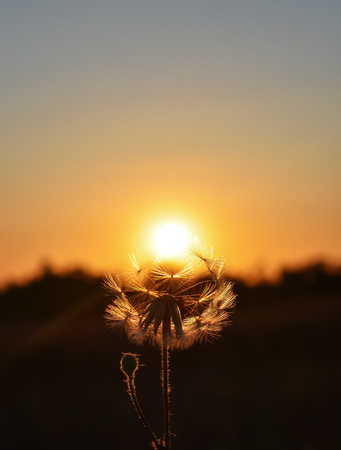 Dandelion Sun Backgroundの写真素材