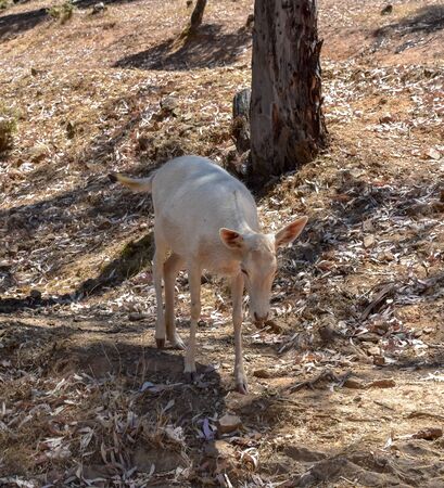 Deer wildlifeの写真素材