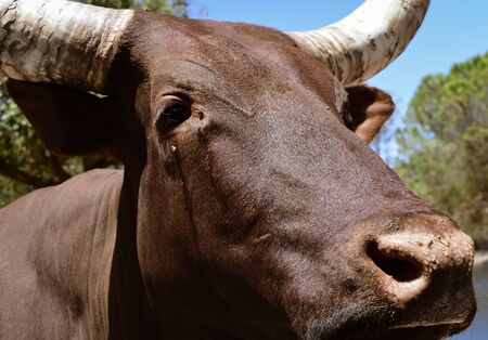 Brown Texas Longhorn