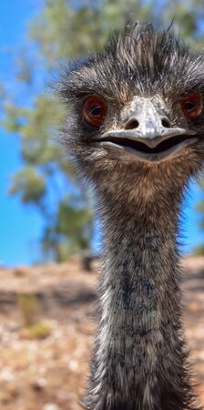 Emu Close Upの写真素材