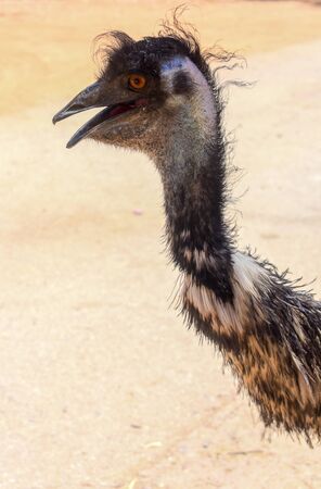 Emu Close Upの写真素材