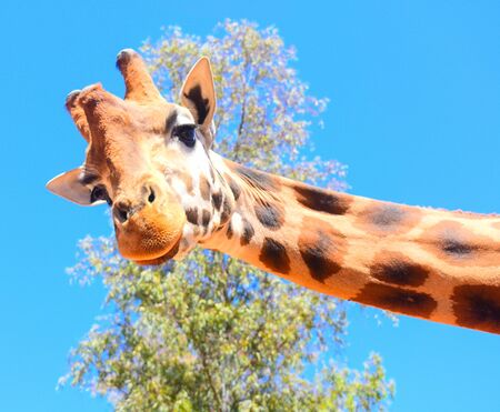 Jiraffe Close Upの写真素材