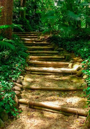 Stairs in forestの写真素材
