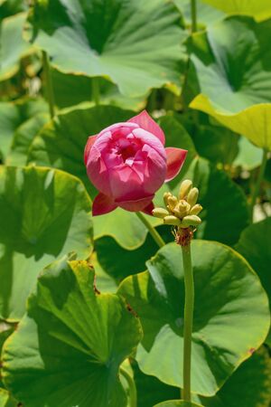 Pink Lotus Flowerの写真素材