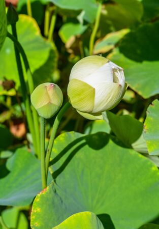 White lotus flowerの写真素材