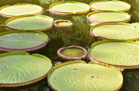 Lotus Pond Backgroundの写真素材