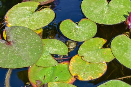 trachemys scripta (Turtle)の写真素材
