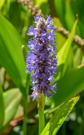 Dactylorhiza praetermissaの写真素材