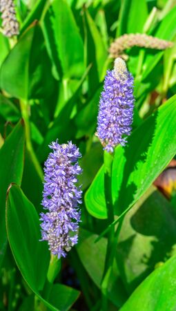 Dactylorhiza praetermissaの写真素材