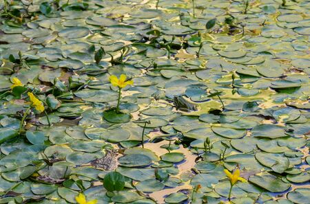 Aquatic FLowerの写真素材