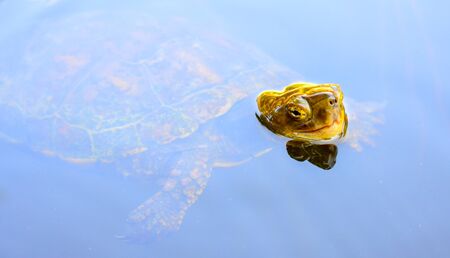 Trachemys scripta (TURTLE)